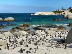 az afrikai pingvinek kolóniája Simon’s Town mellett