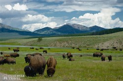 a Yellowstone Nemzeti Park egy részlete amerikai bölényekkel, a park ikonikus vadon élő állataival