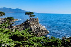 a 17 Mile Drive-on található magányos cédrus